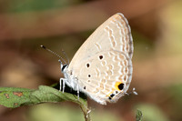 Luthrodes pandava-5100