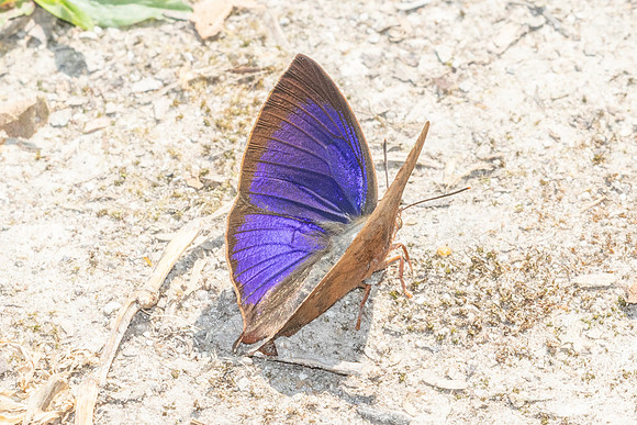 Amblypodia anita-4429- Doi Inthanon - 24/03/25