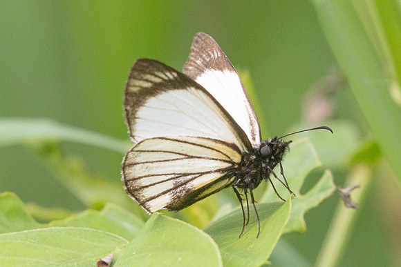 Heliopetes alana-5266