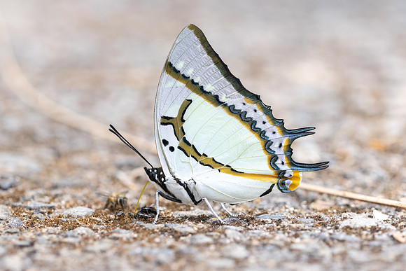 Polyura eudamippus-5300