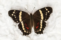 Anartia fatima-3353