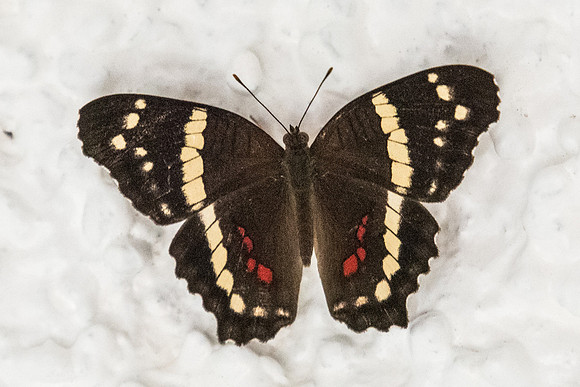Anartia fatima-3353