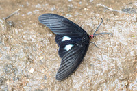 Histia flabellicornis-6238