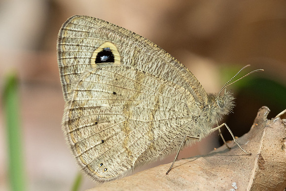 Ypthima similis-4879- Doi-Inthanon - 23/03/24