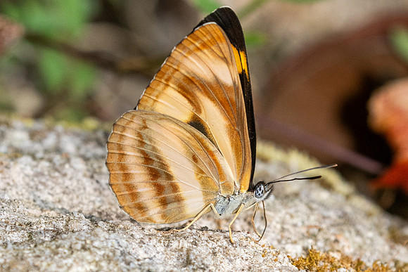 Neptis zaida-3619- Doi Inthanon - 23/03/25