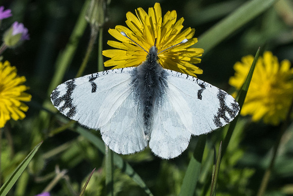 Euchloe ausonia-6129