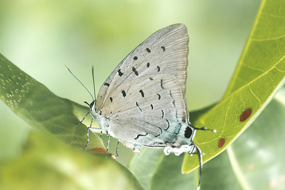 Pseudolycaena marsyas-6503