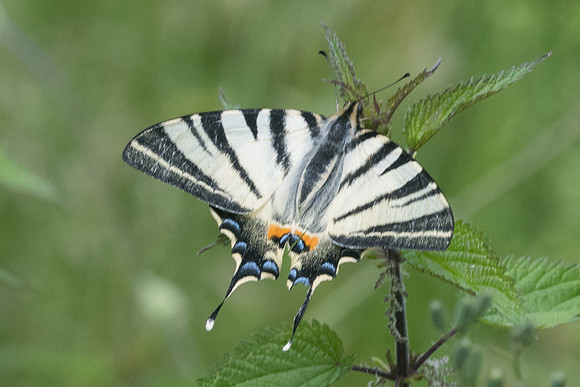 Iphiclides podalirius-8058 - Corse - 13/06/23