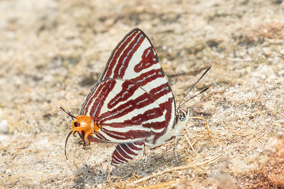 Cigaritis seliga-3898