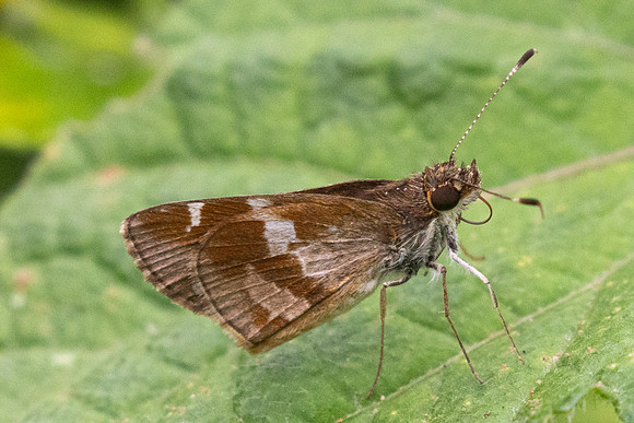 Monca crispinus-2970