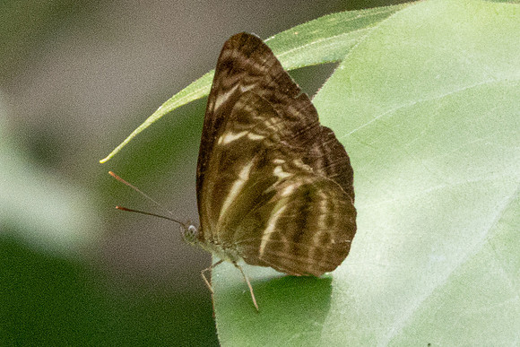 Neptis harita-9355