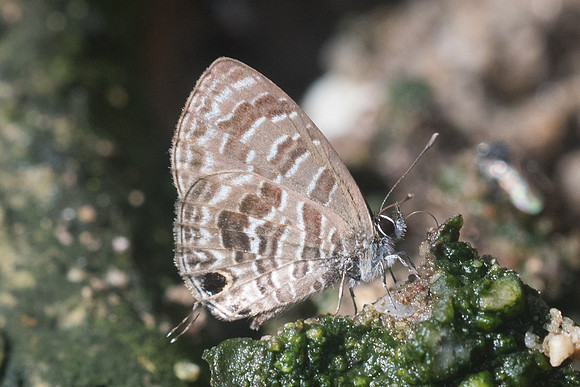 Prosotas aluta-8883 - Chiang Dao - 14/11/23