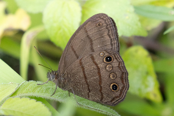 Malaveria alcinoe-5251