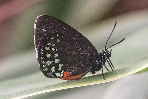 Eumaeus toxea-6259