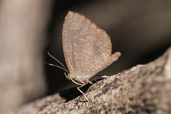 Miletus sp-2995 - Chiang Rai - 18/11/23
