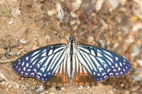 Hestinalis nama-2564 - Chiang dao - 19/03/25