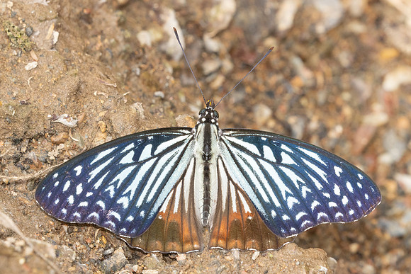 Hestinalis nama-2564 - Chiang dao - 19/03/25