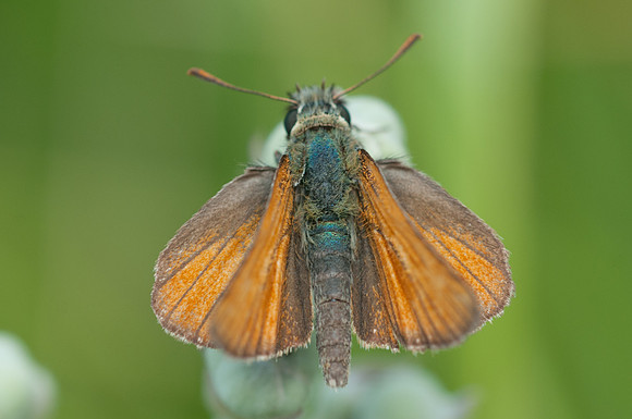 Thymelicus sylvestris-2501 3/08/2013