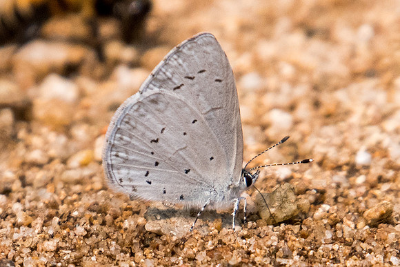Celastrina argiolus iynteana-2043 - Chiang Dao - 11/03/23