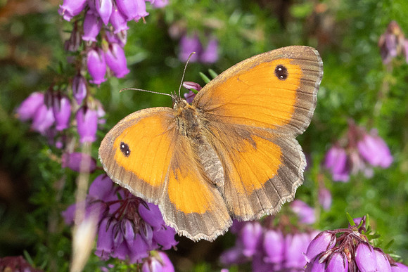 Pyronia tithonus ♀ - 8837