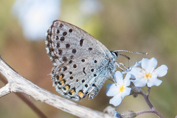 Pseudophilotes vicrama-8466