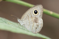 Ypthima nebulosa-5317