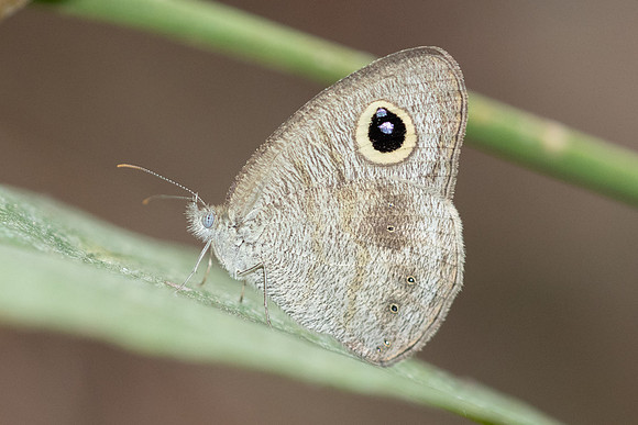Ypthima nebulosa-5317