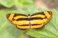 Pantoporia sandaka-2469 - Chiang Dao - 20/03/25