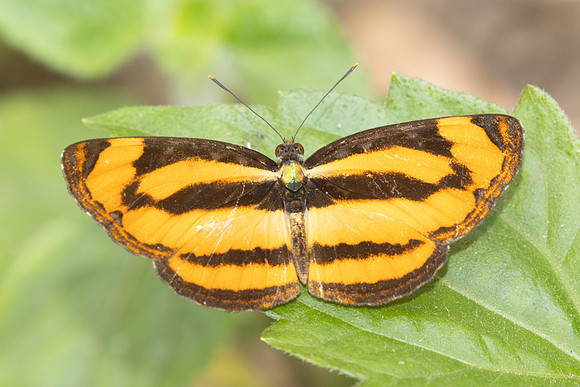 Pantoporia sandaka-2469 - Chiang Dao - 20/03/25