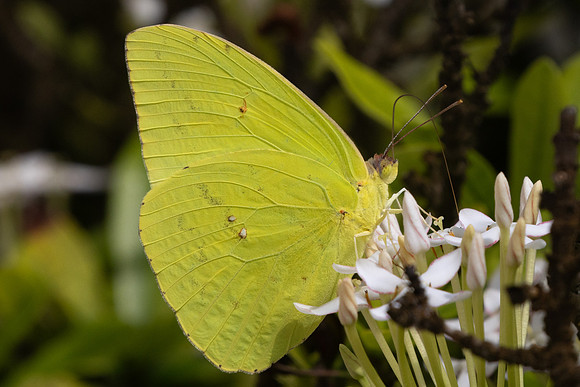 Phoebis sp-7632