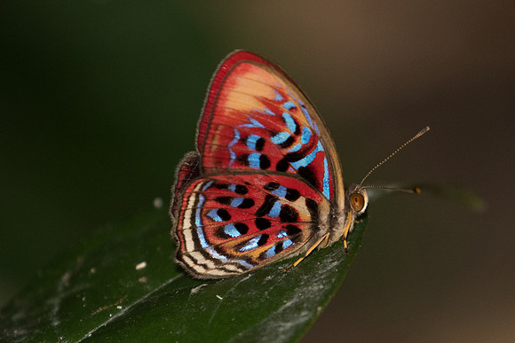 Paralaxita telesia lyclene-6211 - Phanom Bencha Mountain - 24/11/23