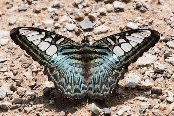 Parthenos sylvia sylla-8211  - Chiang Dao - 14/11/23