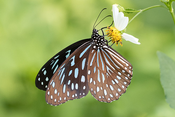 Tirumala septentrionis-4435 - Krabi - 22/11/23