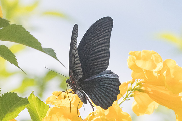 Papilio memnon agenor --2504 - Chiang Rai - 18/11/23