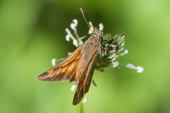 Ochlodes sylvanus-4774