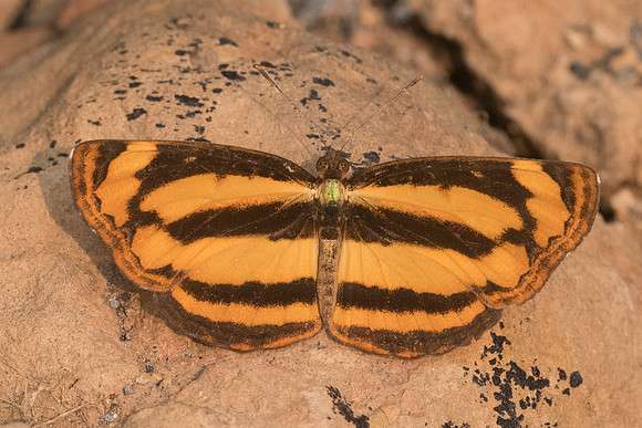 Pantoporia sandaka davidsoni-3815- Chiang Dao  - 12/03/23