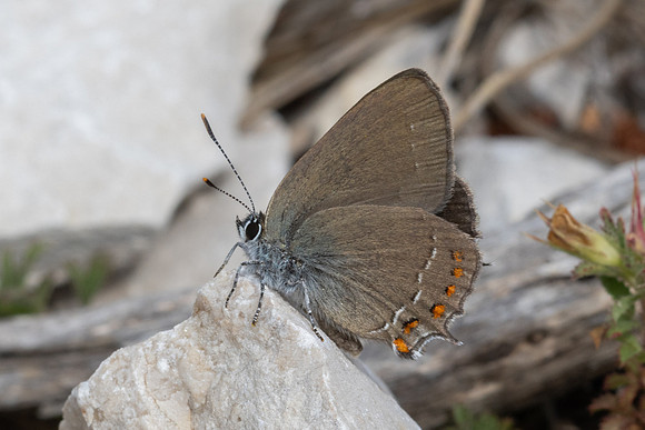 Satyrium esculi-7878