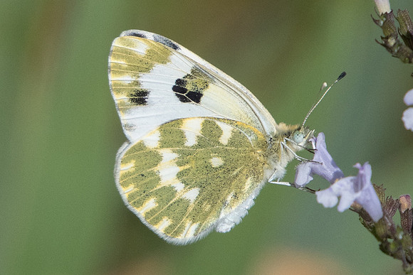 Pontia daplidice-8374 - Octon - 30/09/22
