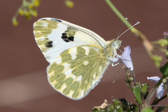 Pontia daplidice-8381 - Octon - 30/09/22