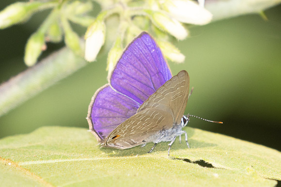 Anthene emolus-2793 - Chiang Dao - 20/03/25