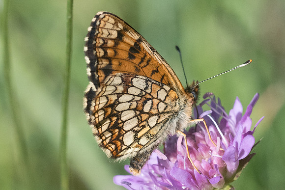 Melitaea diamina ssp vernetensis-4615 - Bolquere - 18/07/23