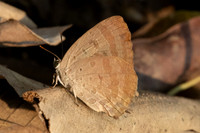 Arhopala alax-1059- Chiang Dao - 17/03/25