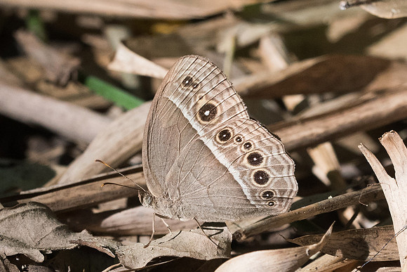 Mycalesis perseus-2900 - Chiang Rai - 18/11/23