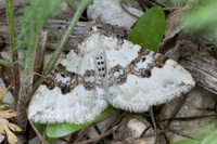 Xanthorhoe montanata-1797