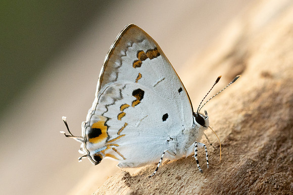 Hypolycaena othona-3824 - Chiang Dao - 19/03/24