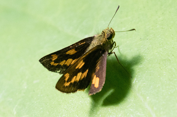 Telicota besta-2434 - Chiang Dao - 15/11/23