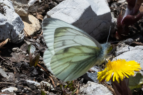 Pieris bryoniae ♂-2344 - Col de l'Izoard - 27/06/25