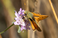 Hesperia comma-9473