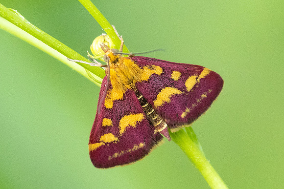 Pyrausta purpuralis-8963 - Roissy en Brie - 9/08/25