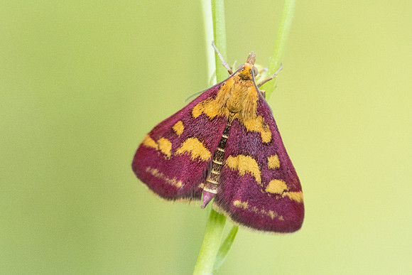 Pyrausta purpuralis-8983  - Roissy en Brie - 9/08/25